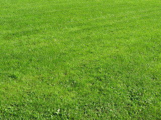 Green lawn in a sunny day. Green field texture background