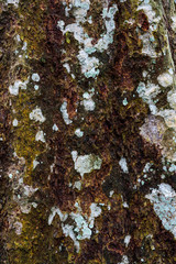 Obraz premium Texture of tree trunk and white lichen
