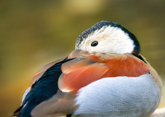 Portrait of a Ringed Teal (Male)