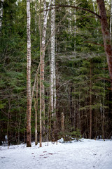 Image of snow trail and trees in forest