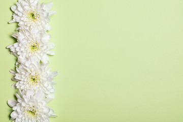White flowers over green background. Flat lay, top view.