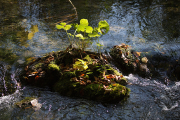 Autumn Forest Waterstream and Moss and Plants Plitvice Lakes National Park