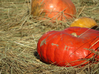 Fresh pumpkins on the straw. Colorful autumn decoration, farm background, harvest concept