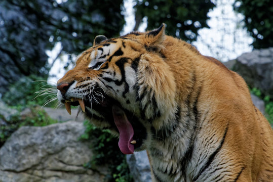 Siberian tiger