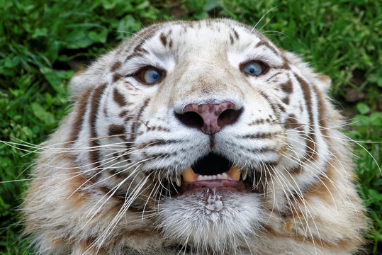 Tigre bianca