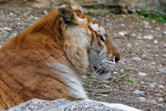 Siberian tiger