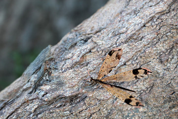 Dragonfly with beautiful wings on the tree.