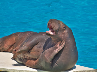 Walrus