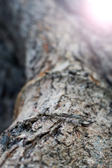 Dragonfly with beautiful wings on the tree.