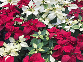 Beautiful red and white Poinsettia christmas flower