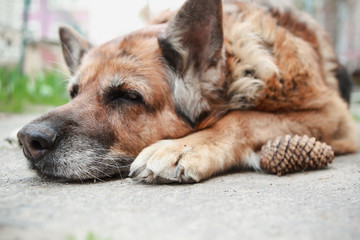 beautiful german shepherd dog