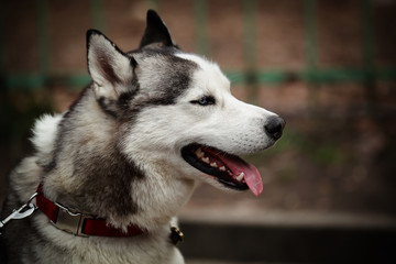 portrait of a beautiful husky dog
