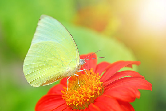 Closeup of yellow butterfly on a red flower with beautiful soft setting sun