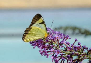 butterfly on a flower