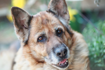 beautiful german shepherd dog