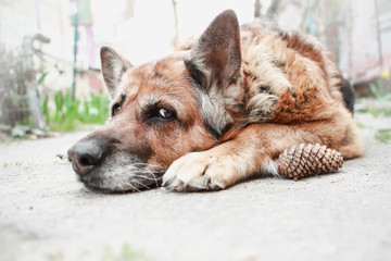 beautiful german shepherd dog