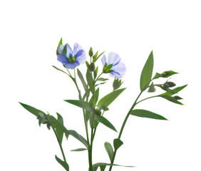 Fototapeta na wymiar Flax flowers isolated