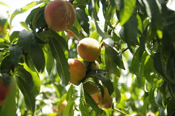 photo of Ripe peaches on a tree on a sunny summer day, Israel