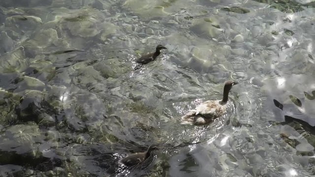 Slowmo adult and young little duck start swimming in the austrian lake Königssee