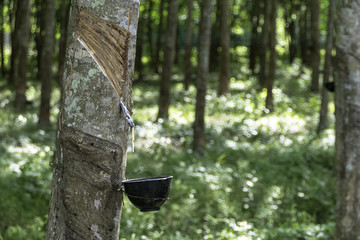 rubber tree