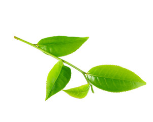 Green tea leaf isolated on white background