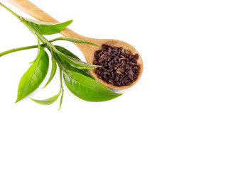 Green tea leaf isolated on white background