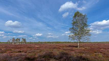Fototapeta premium Heide