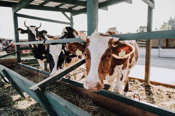 selective focus of domestic beautiful cows standing in stall at farm © LIGHTFIELD STUDIOS