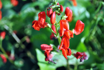 Red kidney beans flower, soft blurry green leaves background, close up detail