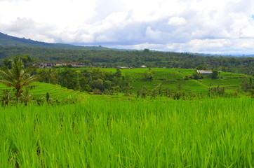 rice field bali indonesia