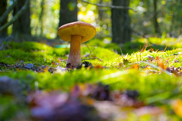 large summer cep in forest