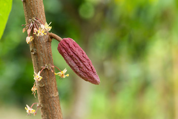Cacao Tree (Theobroma cacao). Organic cocoa fruit pods in nature.