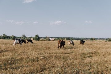 distant view of cows grazing on meadow in countryside