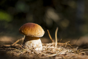 mushroom in sun rays forest