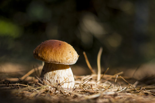 mushroom in sun rays forest