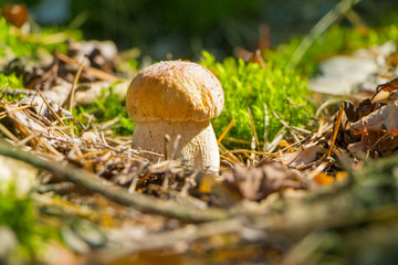 small cep mushroom in sun wood