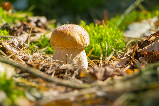 small cep mushroom in sun wood