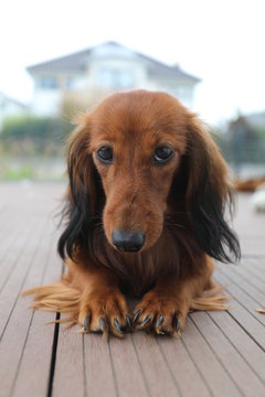 Portrait Langhaar Dackel
