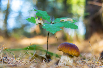 white cep under small oak tree