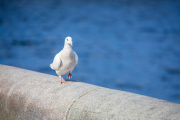 White dove on a concrete curb on a blurred background of the river.