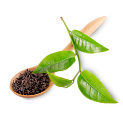 Green tea leaf isolated on white background