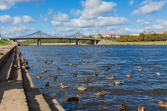 The old Volga bridge in Tver, Russia. Wild Mallard ducks swim in the river. Autumn Sunny day.