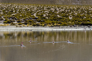 Flamingos at Vado Putana, Atacama Desert, Chile