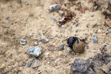 Black beetles rolling a ball of soil in the garden