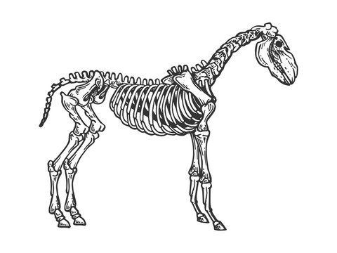 Horse animal skeleton engraving vector illustration. Scratch board style imitation. Black and white hand drawn image.