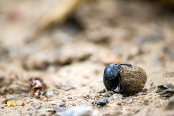 Black beetles rolling a ball of soil in the garden