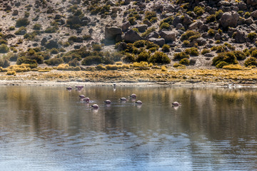Flamingos at Vado Putana, Atacama Desert, Chile