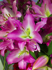 Fototapeta na wymiar floral background of lilies