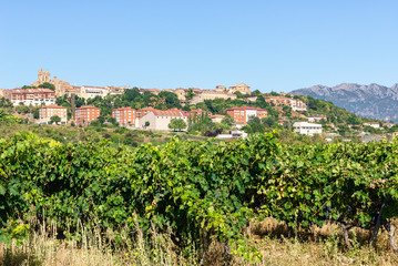 Fototapeta na wymiar Vineyard with Laguardia town as background, Rioja Alavesa, Spain