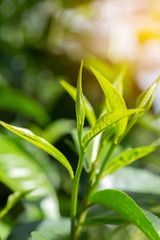 closeup fresh green tea leaves.